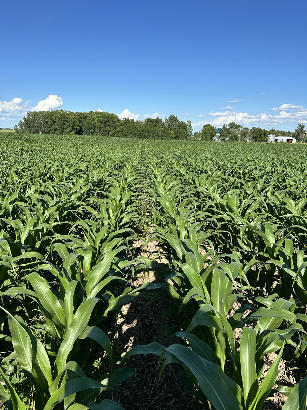Lush green corn rows under a blue summer sky