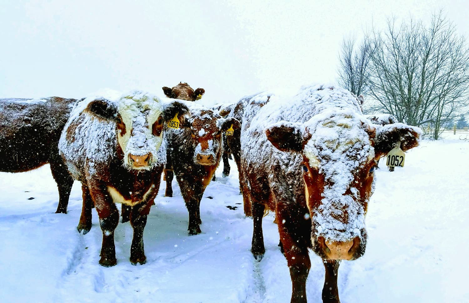 Red cattle standing in falling snow