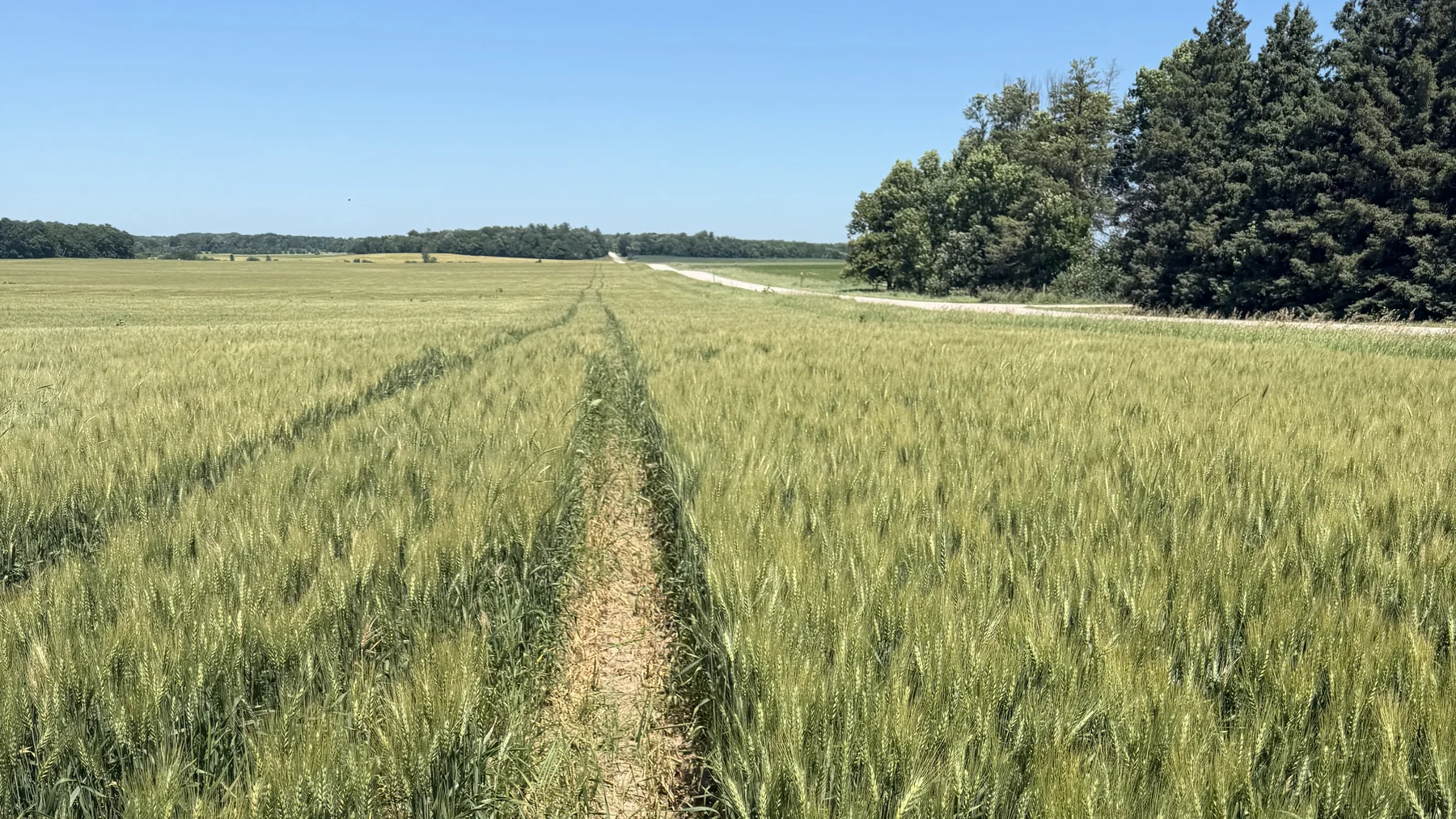 Spring wheat after heading, with wheel tracks leading across the field toward the horizon.