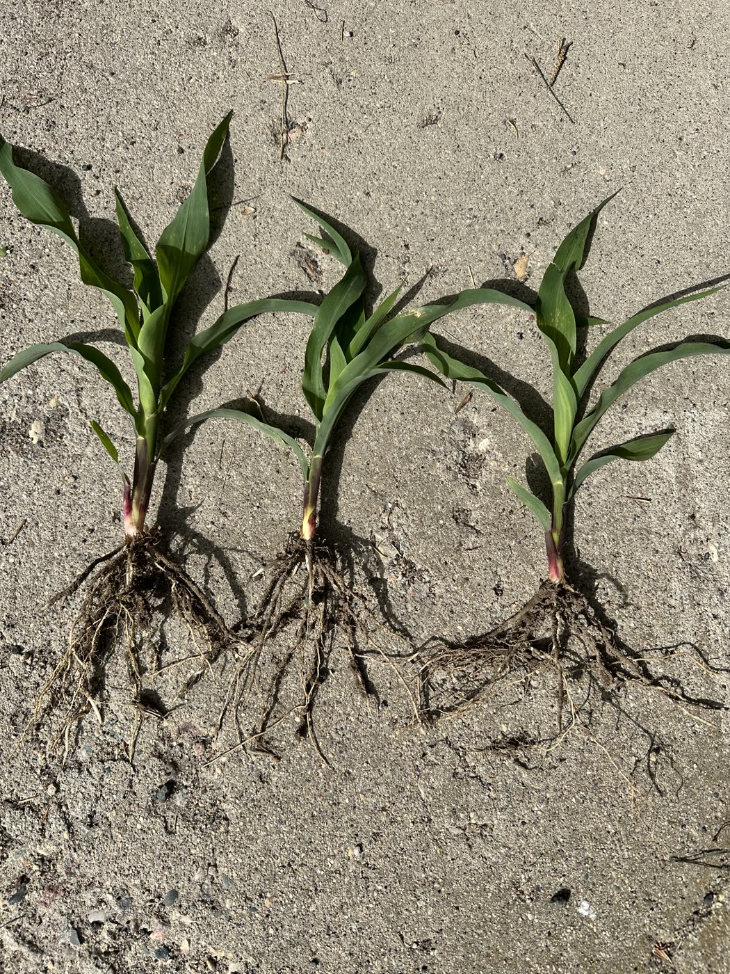 Corn seedlings showing their root systems