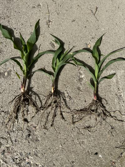 Three young corn seedlings showing their full root systems