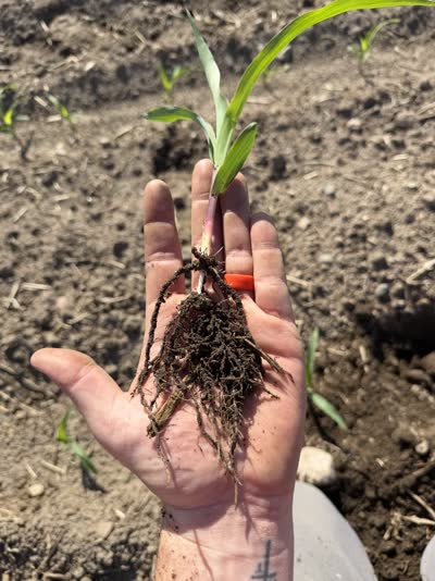 An open hand holding a young corn seedling with roots and soil intact