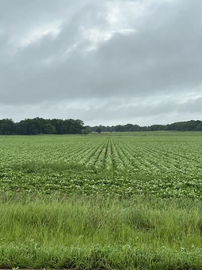 Rows of black turtle beans under an overcast summer sky