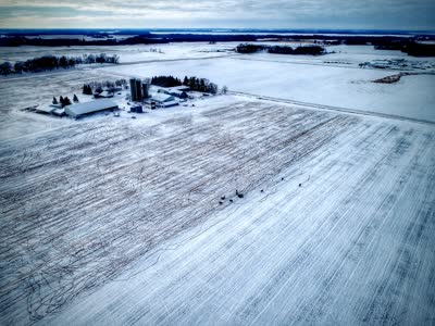 Winter aerial of a snow-covered cornstalk field with a herd of deer