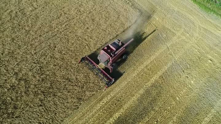 Aerial view of a combine harvesting golden barley