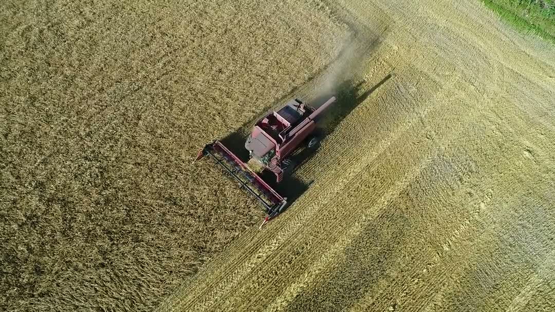 Aerial view of a combine harvesting golden barley