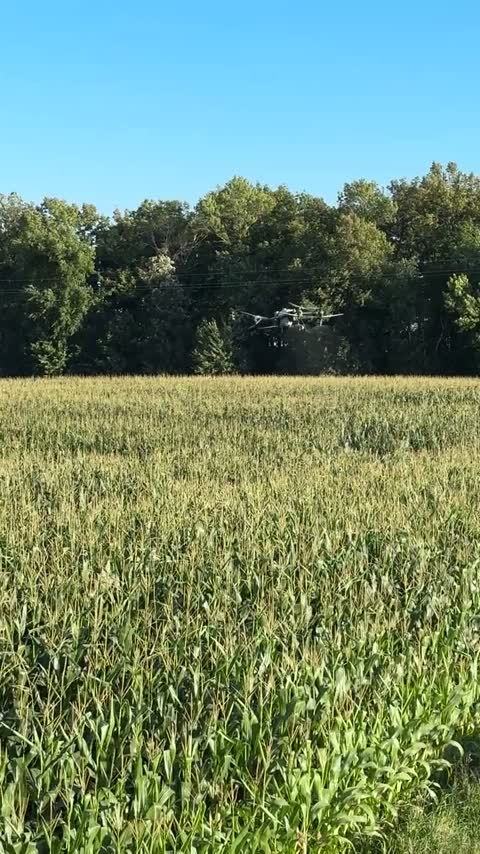 Green July corn from the field edge