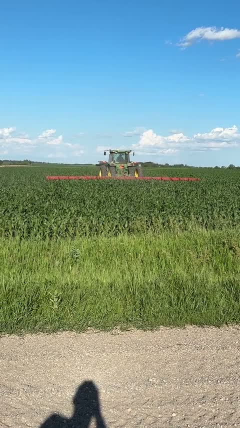 Tractor making an in-season pass through green corn